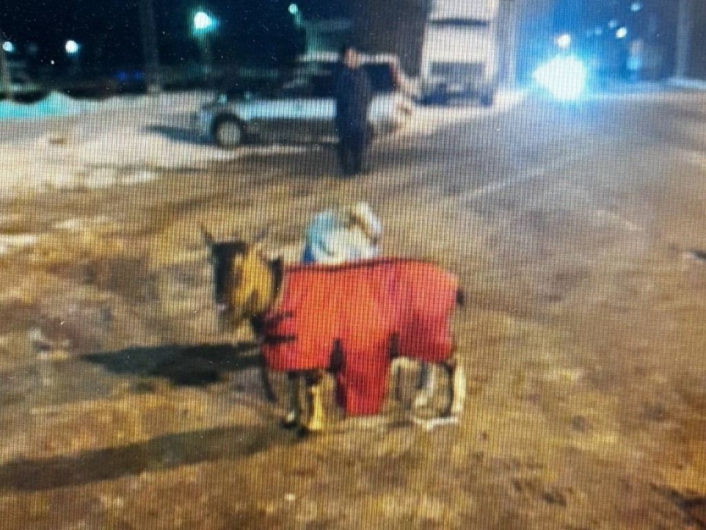 Две козы в костюмах разгуливают по Воскресенску
