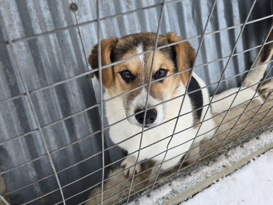 В Можайске объявили акцию по сбору корма для животных из приюта