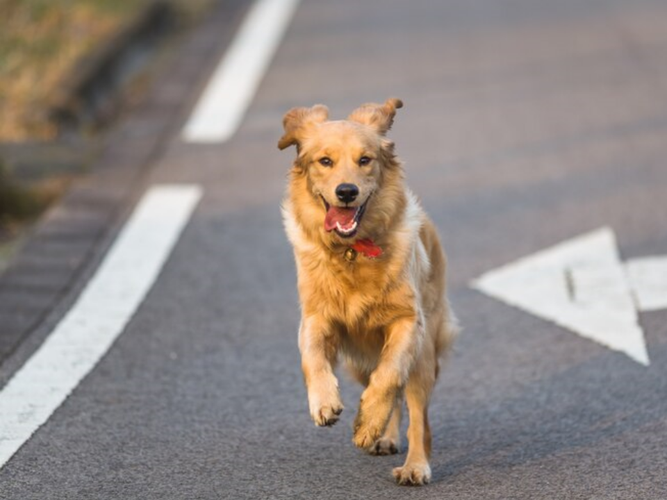 Сбежавшую  Шакиру разыскивают в Протвине