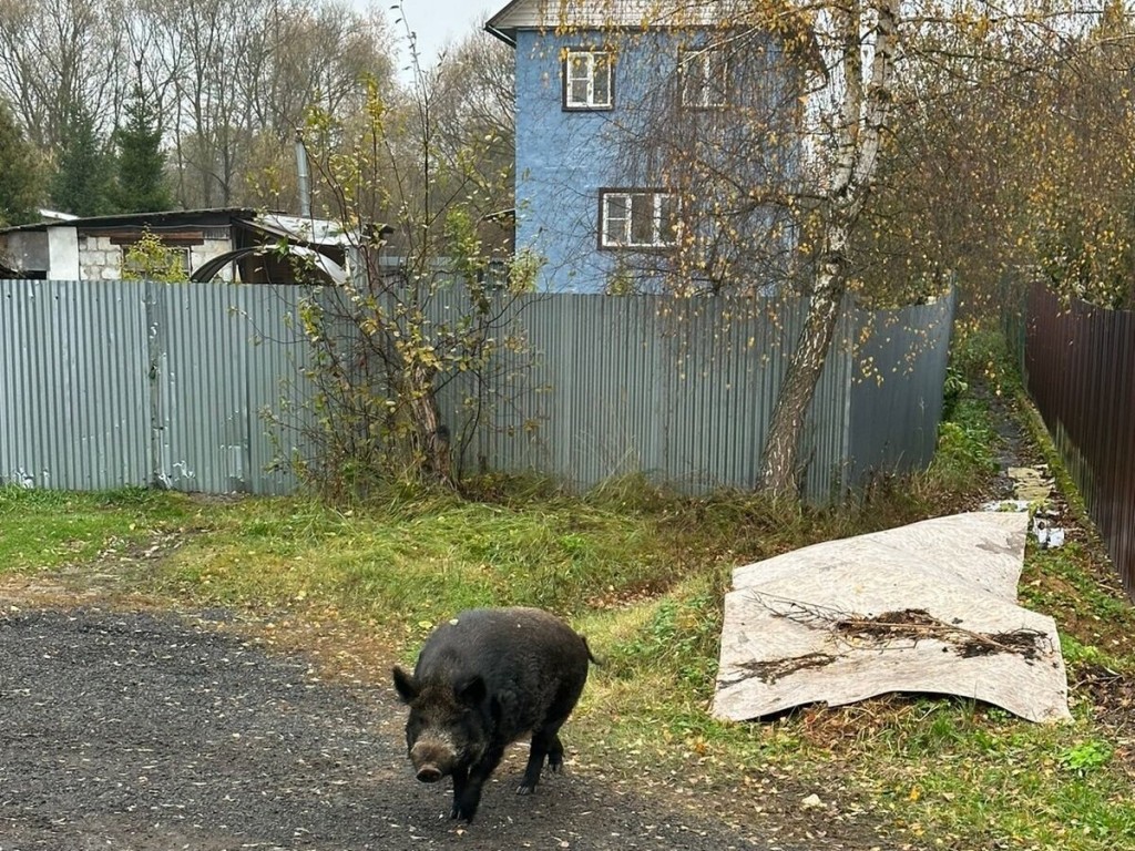 Кабаны в поисках еды разгуливают по центру Наро-Фоминска