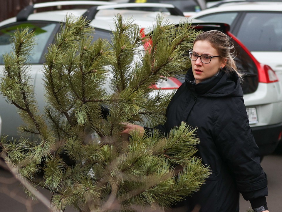 Жители Подмосковья сдадут новогодние елки на переработку после каникул