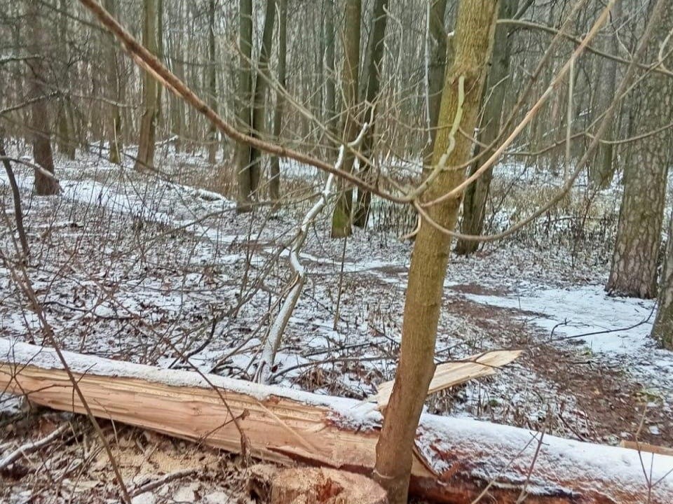 Лесничие убрали упавшее дерево в Балашихе