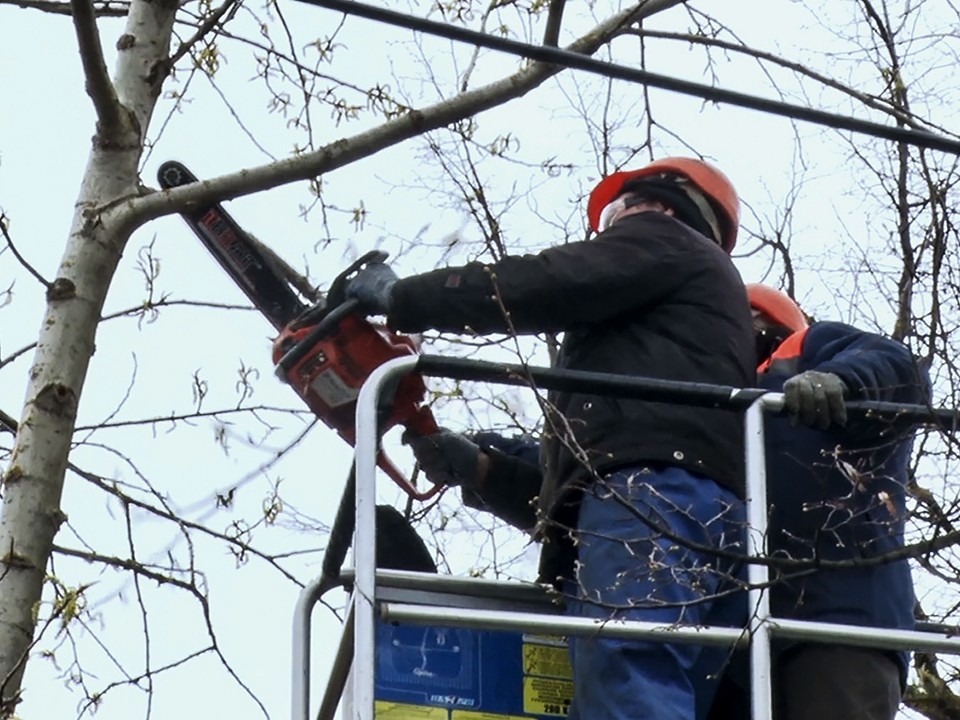 В Московской области убрали более 2 тыс. аварийных и сухостойных деревьев