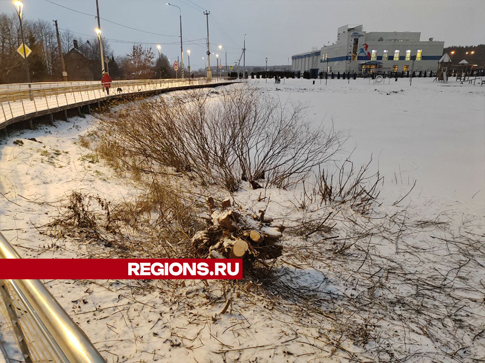 Дерево возле пруда в Беспятовской роще срубили ради безопасности