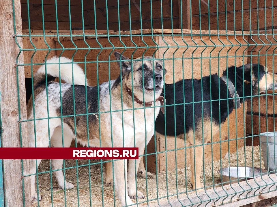 В Высоковске отловят агрессивных собак