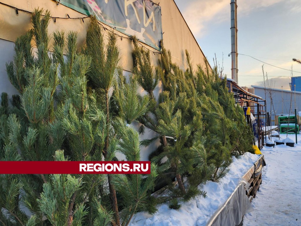 Как выбрать живую елку для встречи Нового года, рассказали в Ступине