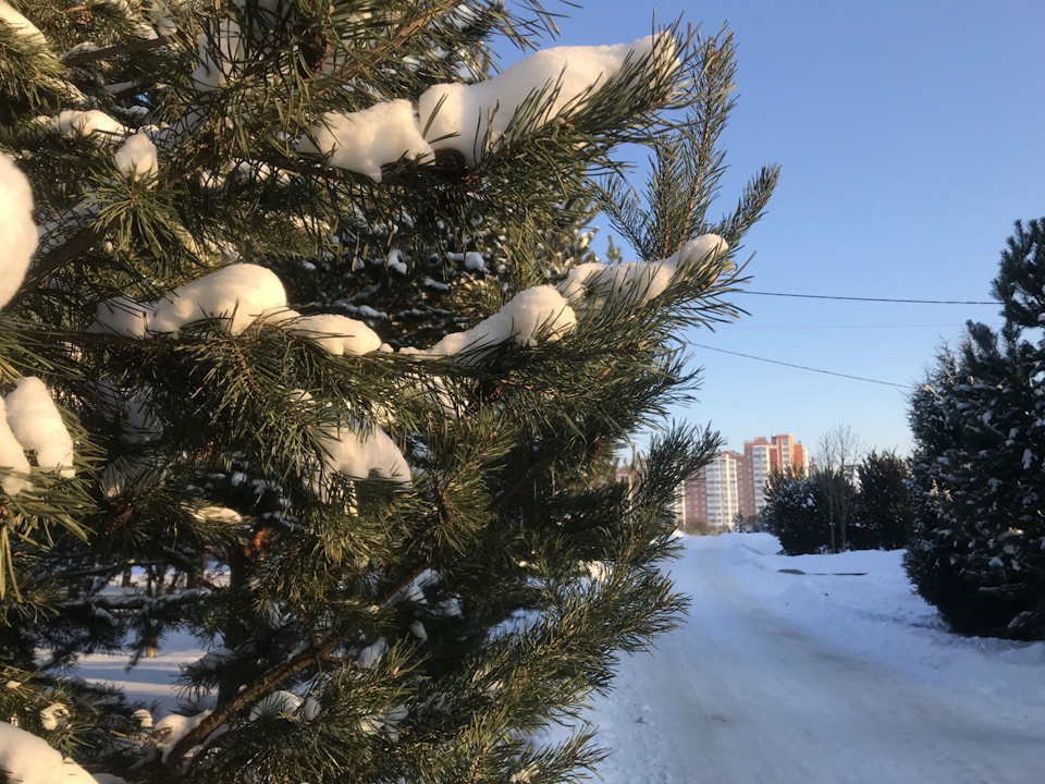 Елки в Чехове можно будет приобрести на базарах по пяти адресам