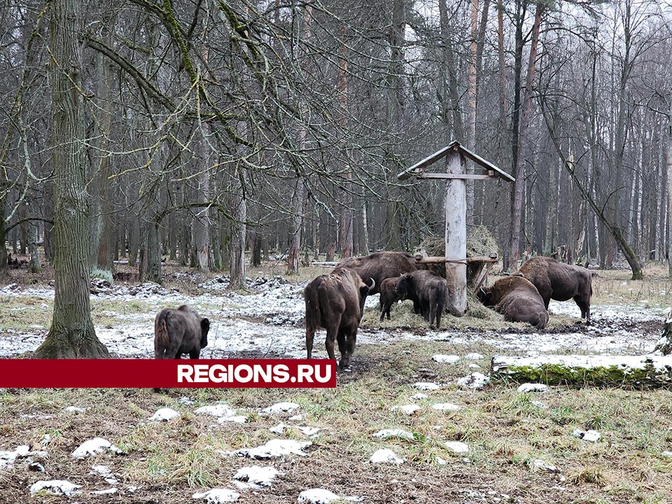 Рекордный наплыв туристов зафиксирован в Приокско-Террасном заповеднике Серпухова