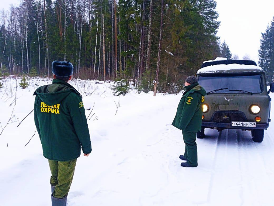 В Рузском округе проследят за незаконной рубкой хвойных деревьев