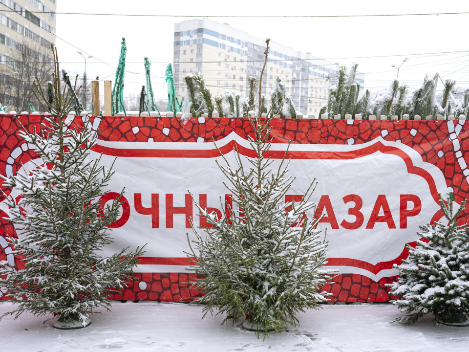 На территории Ленинского округа в декабре стартует сезон елочных базаров