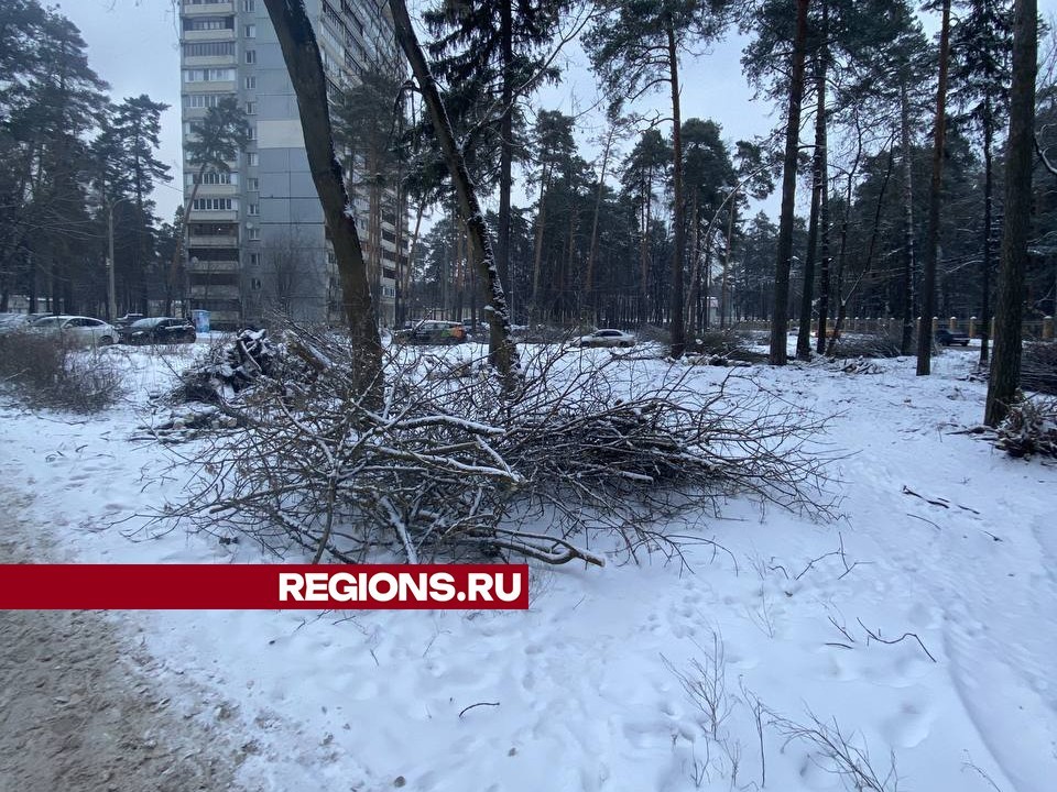 В УЖКХ авиаграда объяснили массовую вырубку деревьев по улице Дзержинского