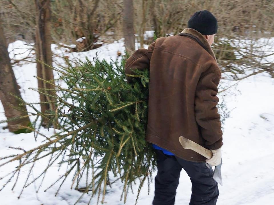 В ступинских лесах усилили контроль за незаконной вырубкой елок