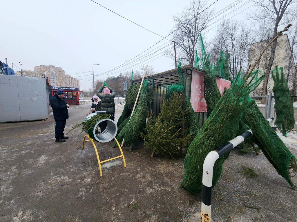 На базаре в Пущине продают елки из питомника, которые потом можно пересадить в сад