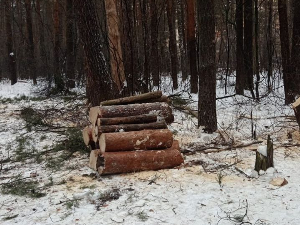 Работа по спиловке опасных деревьев в Кузьминском лесопарке продолжается