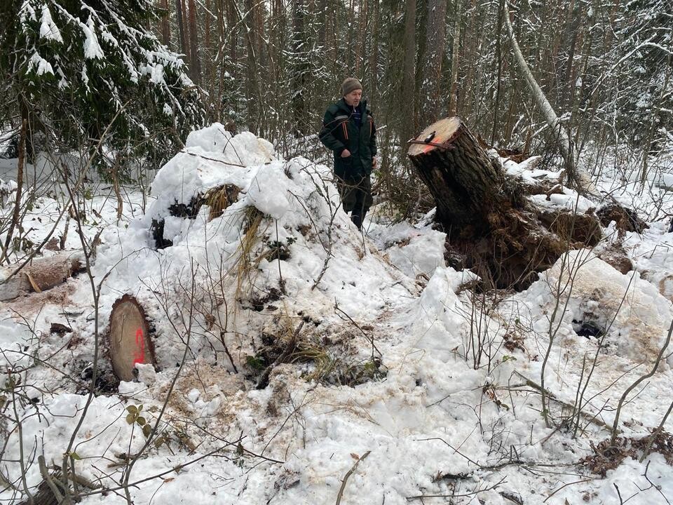 В Орехово-Зуеве остановили лесовоз со срубленными хвойными деревьями