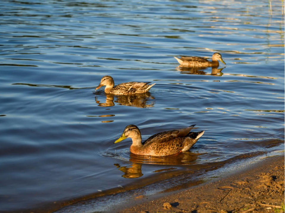 Сразу два коломенских водоема почистят в 2025 году по итогам голосования жителей