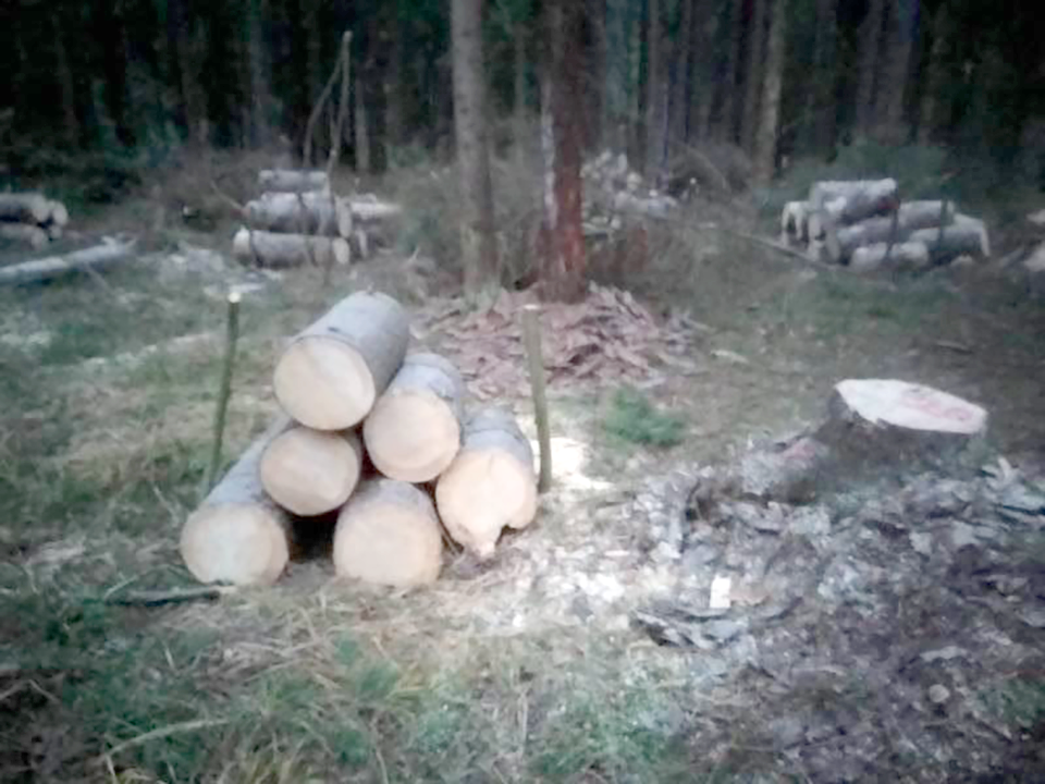 Опасные деревья убрали около шатурской деревни