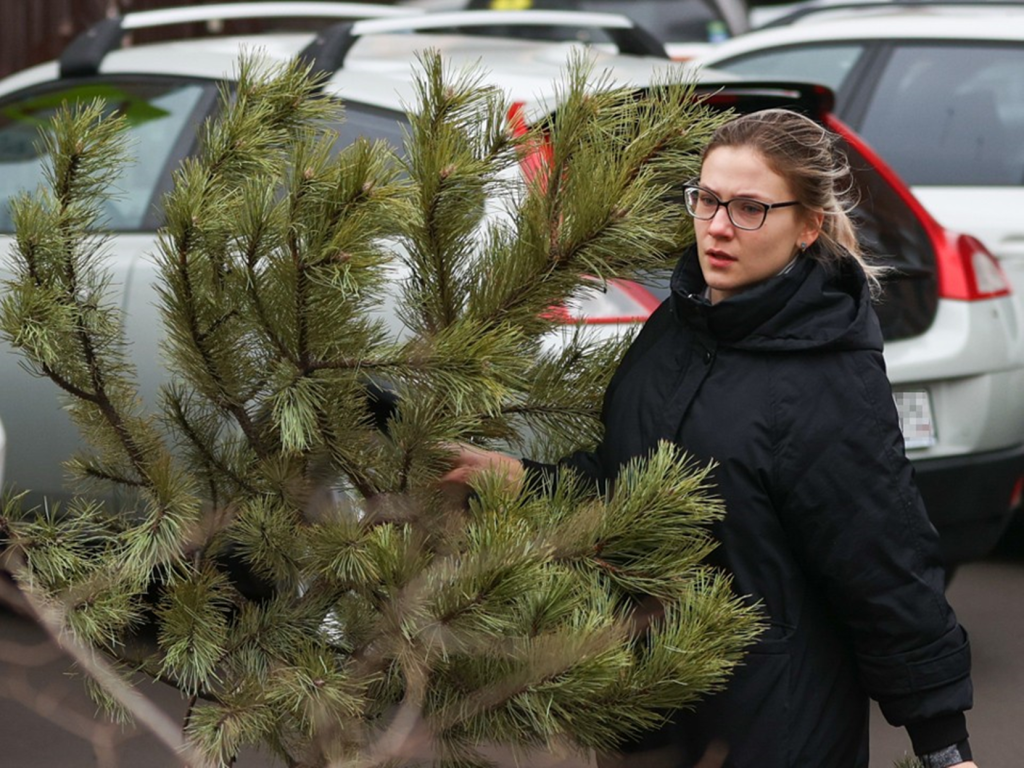 Новогодним деревьям дадут вторую жизнь в Серпухове