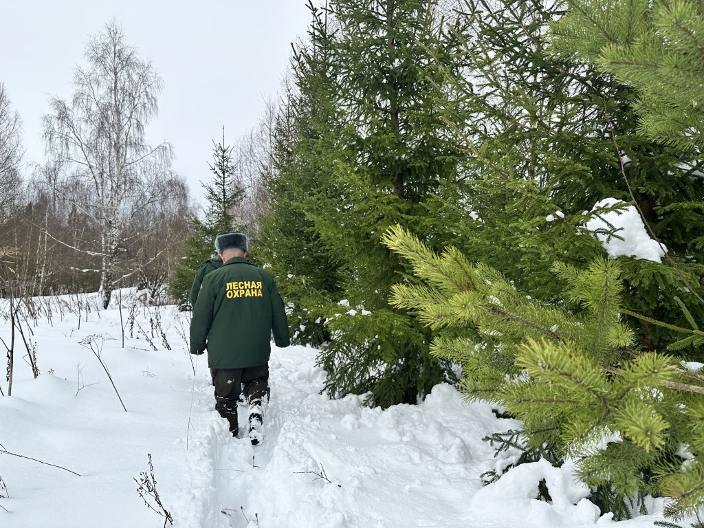 Лесники и полицейские в Звенигороде охраняют молодые ели перед Новым годом