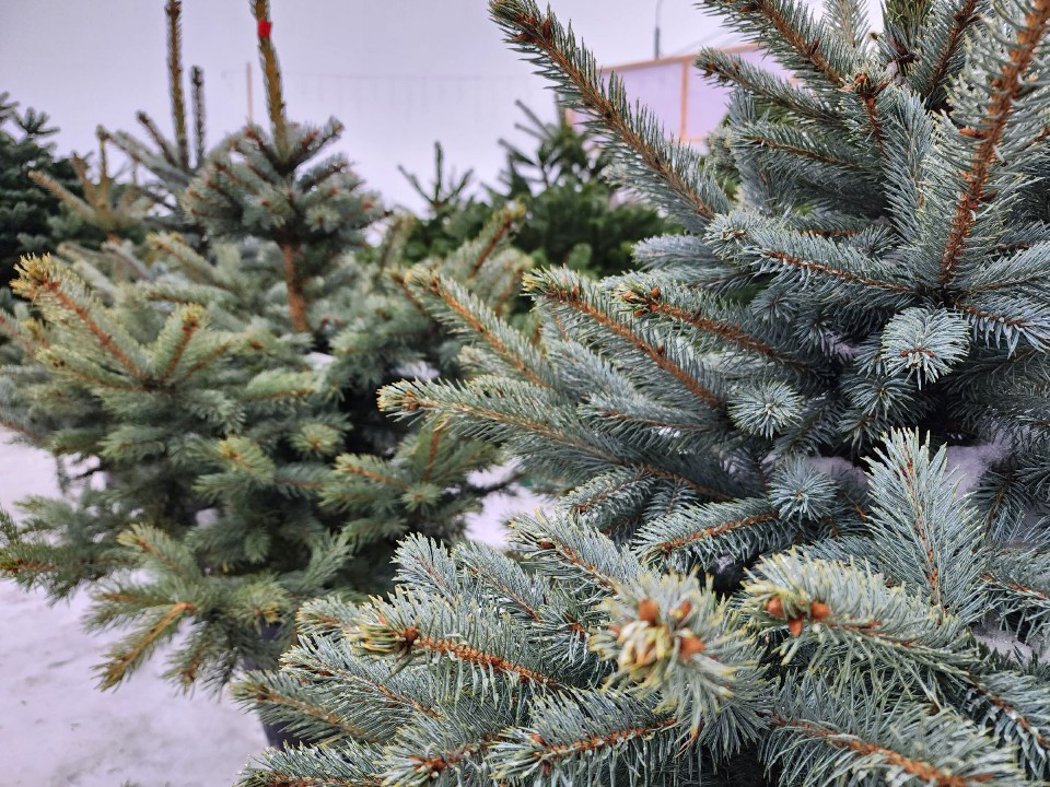 Праздник к нам приходит: где в Подольске можно купить живую новогоднюю елку