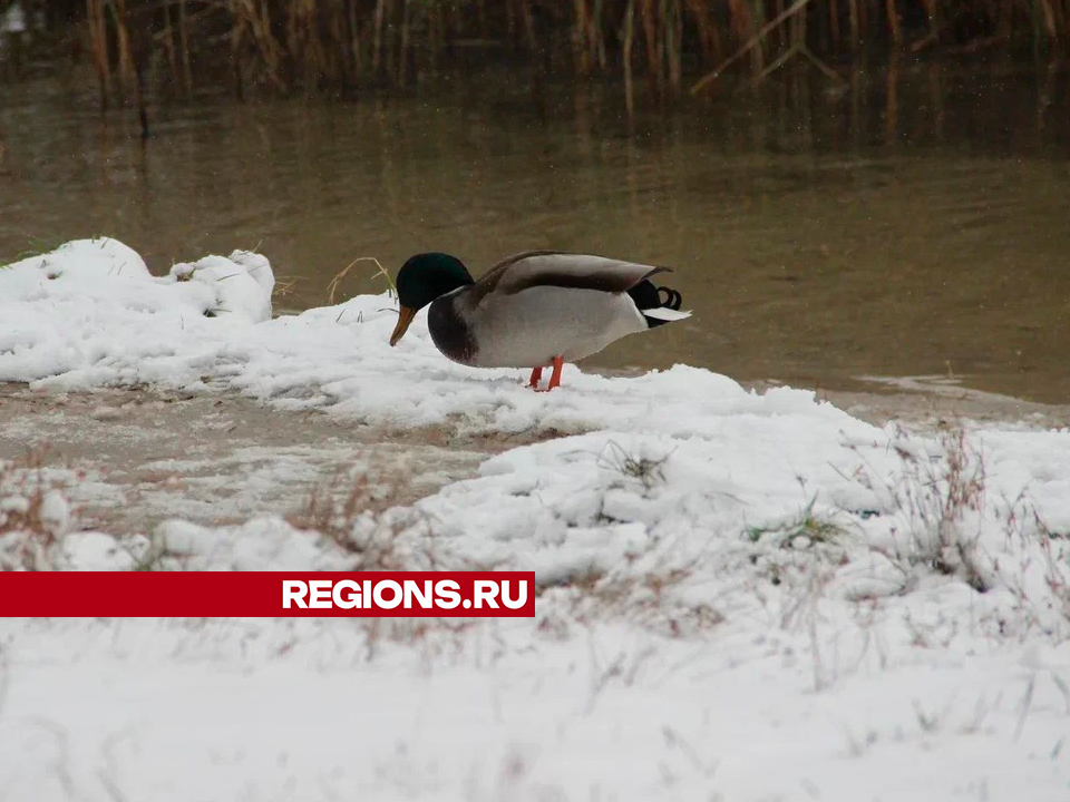 Озеро Комсомольское в Егорьевске приведут в порядок