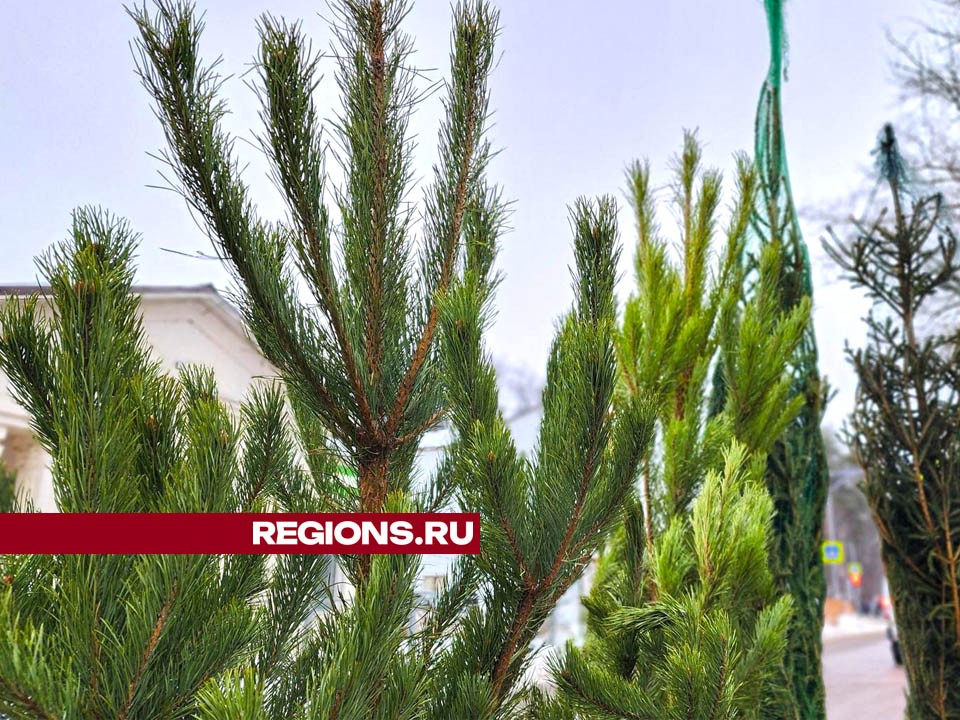 Жители Лосино-Петровского рассказали, какие ели выбирают для дома и почему