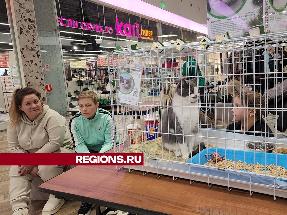 Пять кошек обрели новых хозяев на фестивале «Уютный дом» в Пушкино