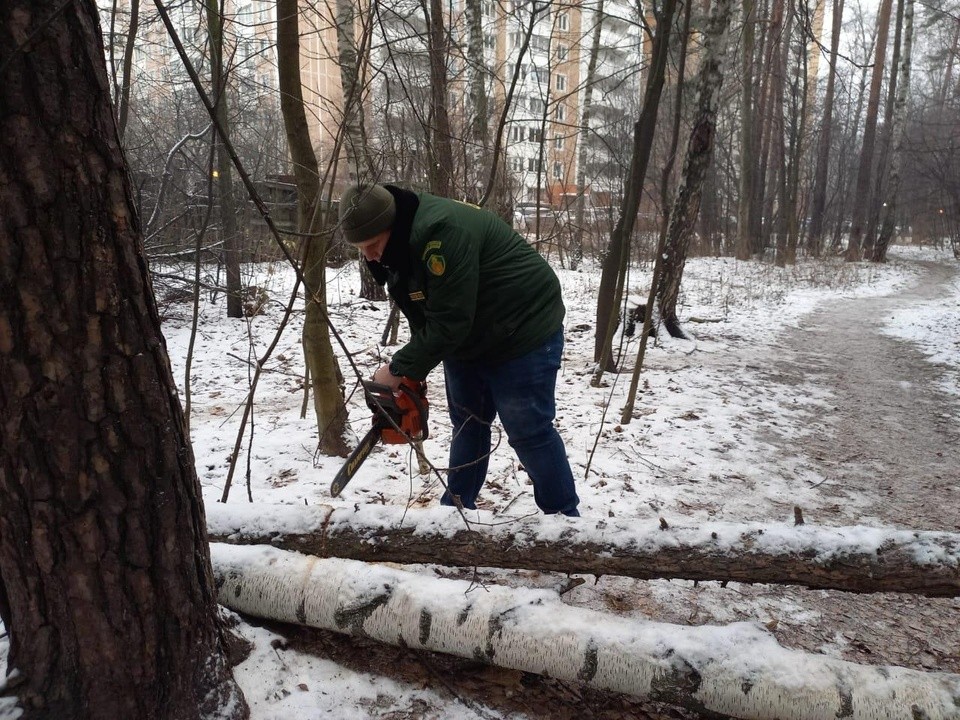 Пешеходную дорожку в Железнодорожном освободили от поваленных деревьев