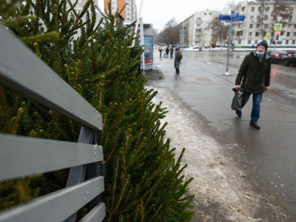 Опубликованы адреса всех елочных базаров в Дмитровском округе