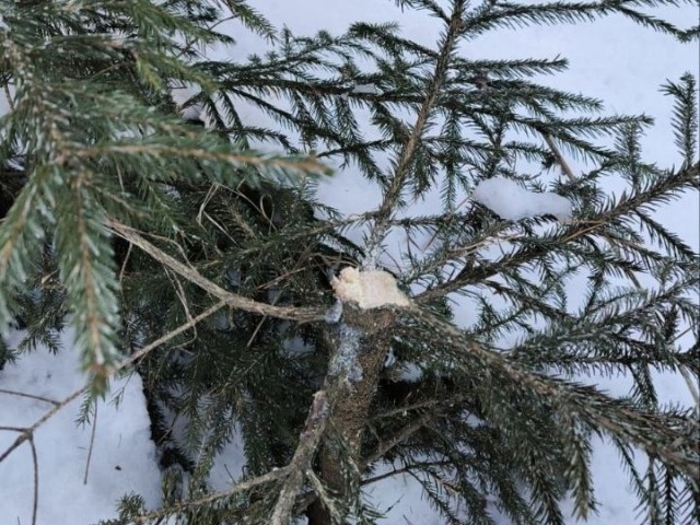 В Лосино-Петровском поймали незаконно срубившего елку нарушителя