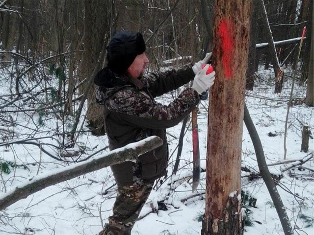 Санитарную вырубку 10 га леса проведут в Зарайске