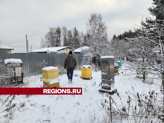 Шатурский пасечник раскрыл правду о жизни пчел зимой