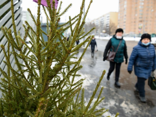 Где в Мытищах можно купить самую пушистую и ароматную новогоднюю елку