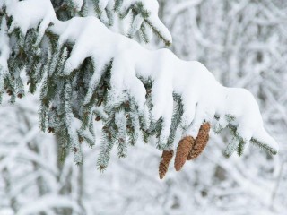 Синоптики дали прогноз, ждать ли в Подмосковье снега на Новый год