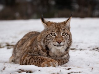 Рысь попала в фокус фотоловушки в заповеднике Большого Серпухова