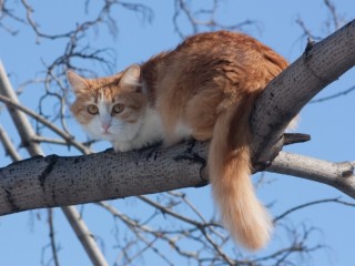 Настойки валерианы помогла спасти кота в Серпухове