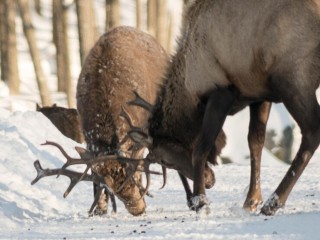 Ожесточенную схватку двух оленей сняли на камеру жители Балашихи