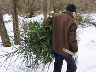 За срубленную в лесу елку звенигородцам грозит штраф до 5 тыс. руб.