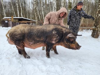 Волонтеры из Ногинска спасли от гибели козлика Фараона и свина Сеню