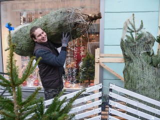 Где купить живую новогоднюю елку в Истре