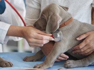 Производители лекарств и кормов для животных в Подмосковье получат поддержку