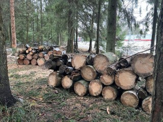 В Опалихе очищают от упавших деревьев популярные у жителей участки леса