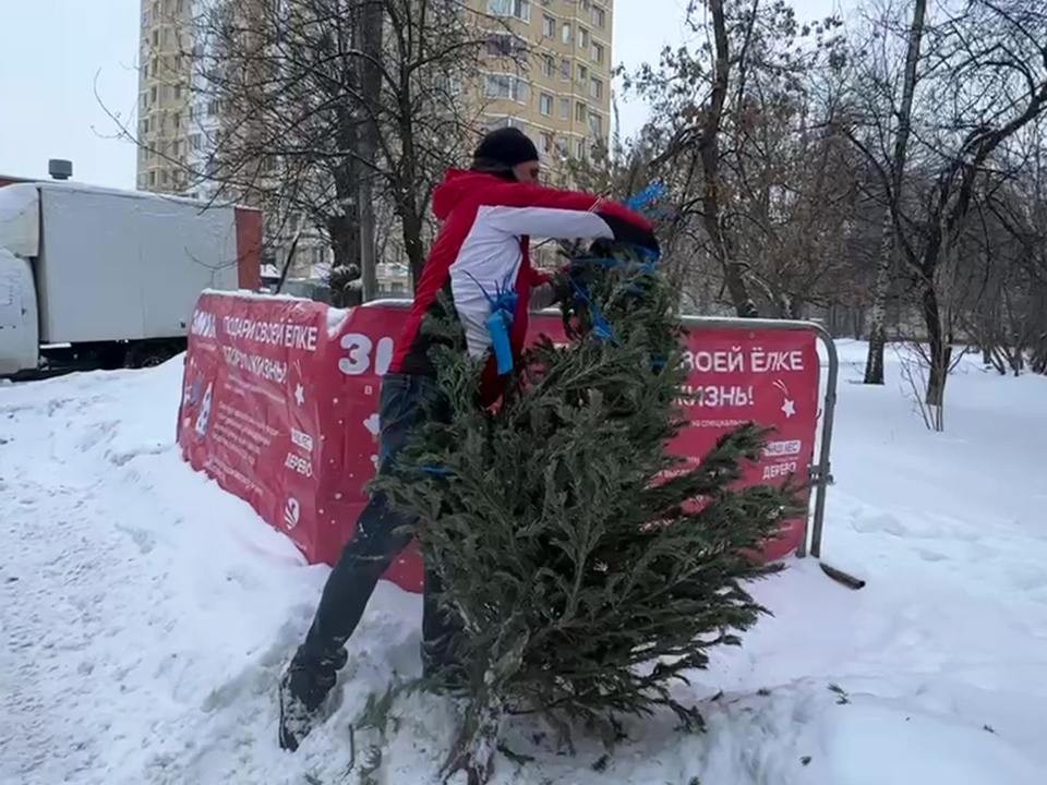 Жители Рузы могут получить штраф за неправильную утилизацию елки