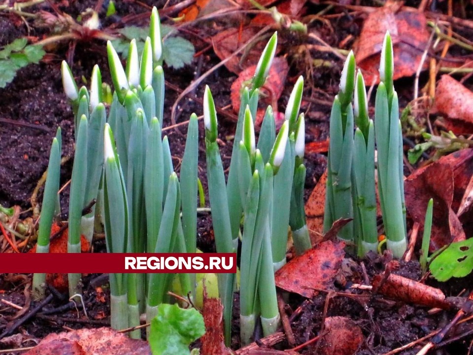 Сказка «12 месяцев» наяву: в Жуковском заметили январские подснежники