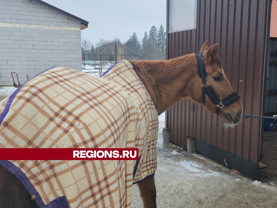 Жительница Пушкино спасла истощенную лошадь с дробью в шее от живодеров