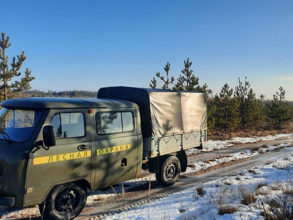 В лесах Павловского Посада положат конец незаконной заготовке древесины