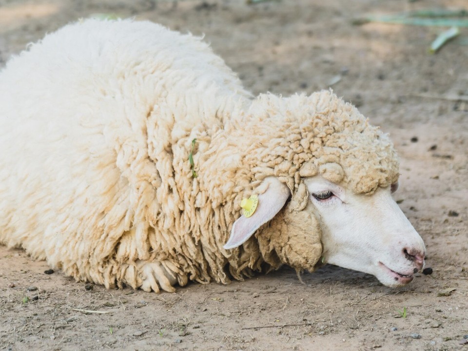 Ослабевшей овце с хорошим аппетитом из Успенского ищут хозяина