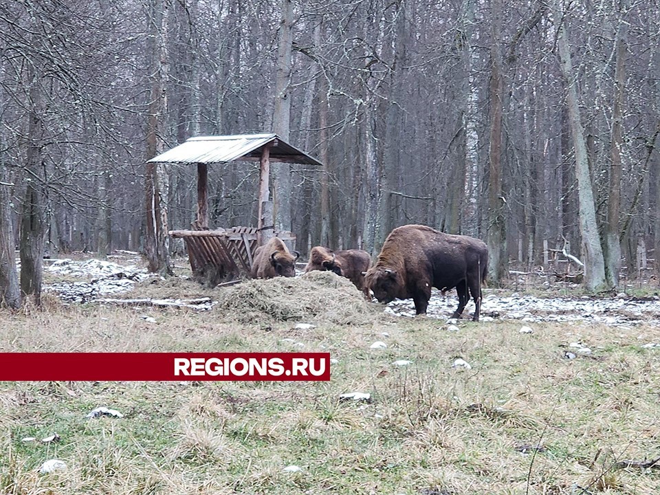 Прогулка по заповеднику с зубрами состоится в Серпухове