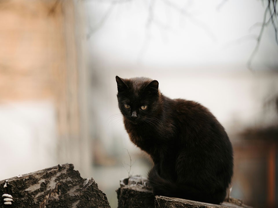 Хозяина для котенка ищут в Звенигороде