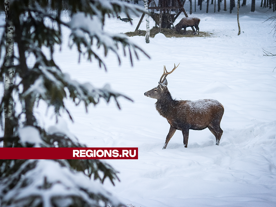 В сафари-парке в Клину на каникулах можно посмотреть на редких оленей